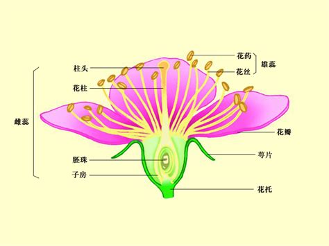 花芯 意思|花芯的意思是什么？花芯在花朵结构中的作用是什么？